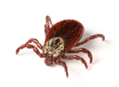 Ticks and Tickborne Illnesses