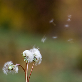 When Are Allergy Shots an Option?