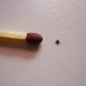 Why is Lyme Disease Becoming More Common in the Midwest?