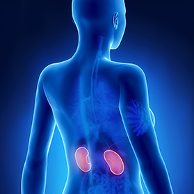 Why are Kidney Stones so Painful?