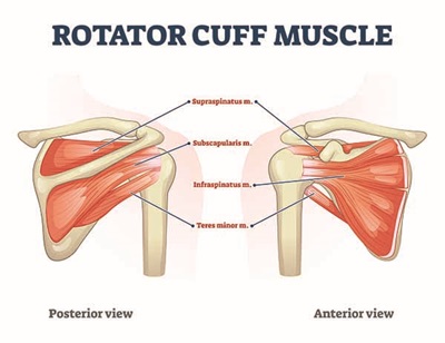 rotator cuff muscle