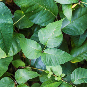 Leaflets 3, Let it Be: What You Should Know about Poison Ivy