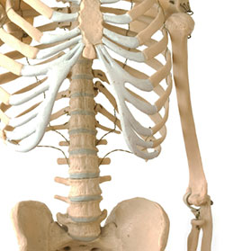 Who Can Be an Organ or Bone Marrow Donor?