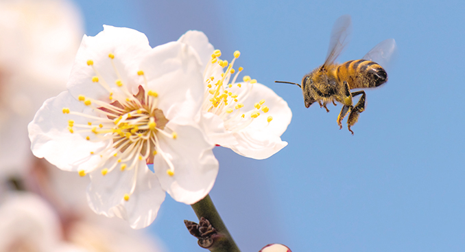 Bee Stings: Know the Risks and What to Do