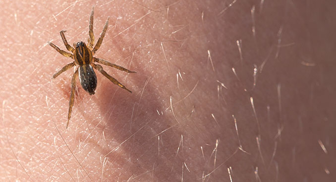 Spiders May be Creepy, But Should We Really Fear Them?