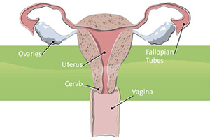 female-anatomy