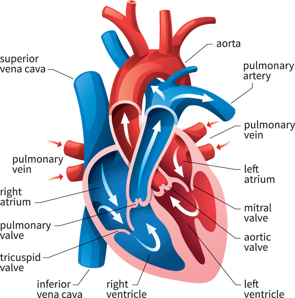heart graphic with labels