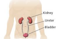 Male Anatomy Kidneys