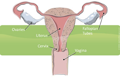 Female Anatomy